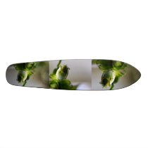 Skater Skate Board Decks