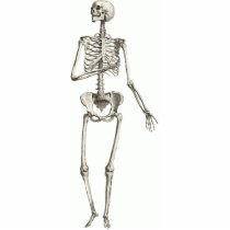 Skeleton Cutout Magnet 2x3 photo sculptures