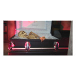 skeleton in coffin customized photo card