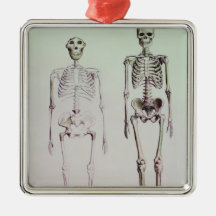 Skeletons of Australopithecus Boisei Ornaments