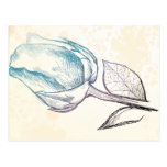 Sketch of a rose, postcard