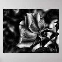 sketch of rose in black & white posters