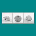 Sketched Shells Poster posters by lisa1970 Sketched Shells Poster posters