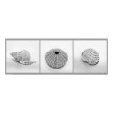 Sketched Shells Poster posters