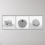 Sketched Shells Poster posters