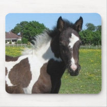skewbald foal headshot mousepads