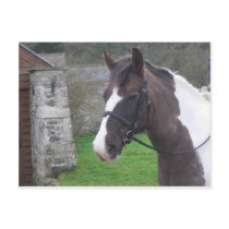 Skewbald Pony postcards by Bourach Skewbald Pony postcards