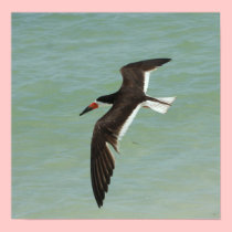 Skimmer at the Shore posters