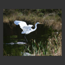 "Skimming the Water", Egret posters