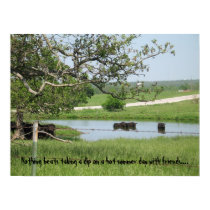 Skinny Dipping Cows posters by dittobabe07 Skinny Dipping Cows posters