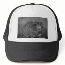 Skinny Pig in black and White Hat