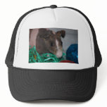 Skinny Pig with Easter Eggs hats