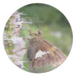 Skipper Butterfly On Agastache Dinner Plate