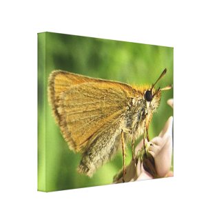 Skipper on Milkweed Gallery Wrapped Canvas