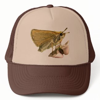 Skipper on Milkweed