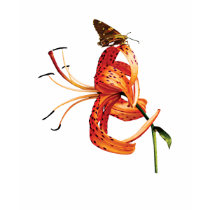 Skipper Orange Tiger Lily ladies t-shirts