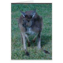 Skippy  kangaroo Card