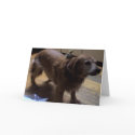 Skittles riding on Macey Card