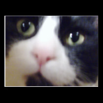Skitz Kitty postcards