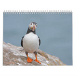 Skomer Island Puffins 2012 Calendar