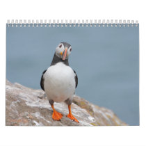 Skomer Island Puffins 2012 Calendar