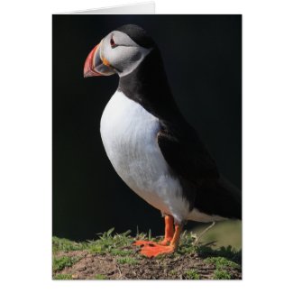 Skomer Island Puffins card