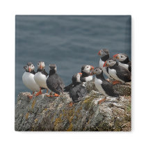 Skomer Island Puffins Refrigerator Magnet
