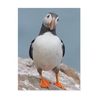 Skomer Island Puffins postcard