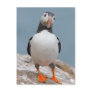 Skomer Island Puffins Postcard