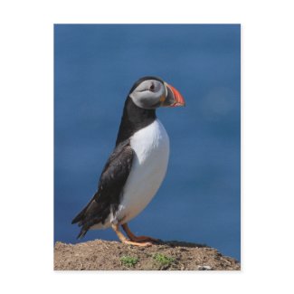 Skomer Island Puffins postcard