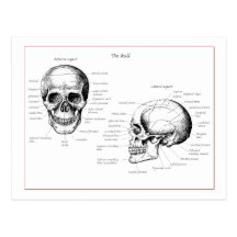 Skull Details Front and Side Post Card
