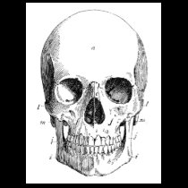 Skull Diagram Women's Destroyed Tee t-shirts