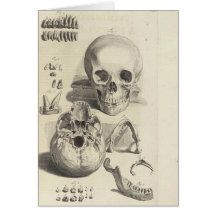 Skull Greeting Cards
