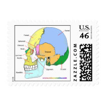 Skull (lateral) stamp