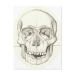 Skull postcard