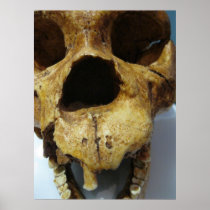 Skull Poster