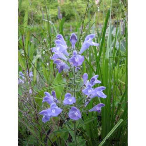 Skullcap, Scutellaria integrifolia print