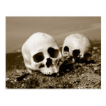 Skulls on the Punuk Islands shore, Bering Sea Post Card