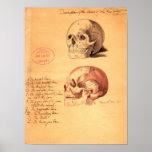 Skulls Posters