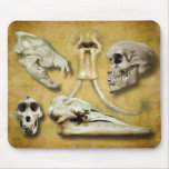 Skulls - wolf, mammoth, human, baboon, whale mousepad
