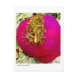 Skunk Anemone fish postcard