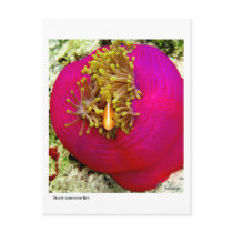 Skunk Anemone fish postcard