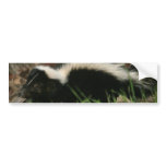 Skunk Behavior  Bumper Stickers