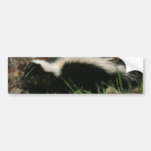 Skunk Behavior  Bumper Stickers