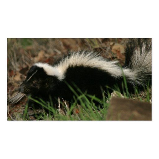 Skunk Behavior Business Card (back side)