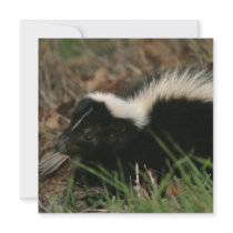 Skunk Behavior Invitations