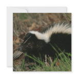Skunk Behavior Invitations