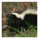 Skunk Behavior Invitations