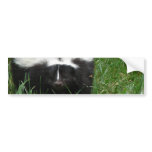 Skunk Bumper Sticker