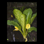 Skunk Cabbage - Fine Art Print posters